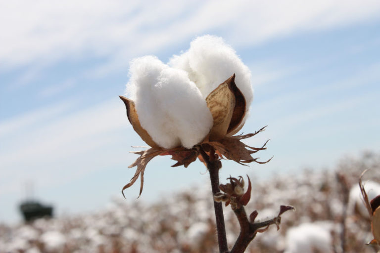 Cotton Price Rises, China Continues To Cuts Down Stocks Spring