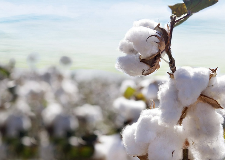 Difference Between Conventional Cotton, Organic Cotton, and BCI